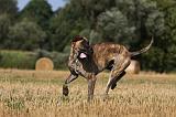 DOGUE ALLEMAND 325